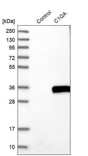 295x523 Antibody