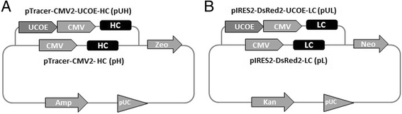 567x161 Evaluating The Expression Profile And Stability Of Different Ucoe