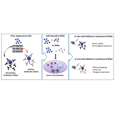 375x375 Influence Of Pre Existing Anti Capsid Neutralizing And Binding