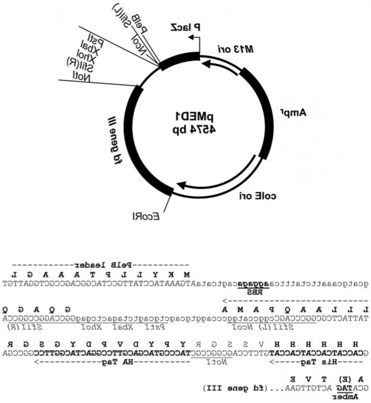 1228x1334 Cloning Vector For Antibody Catchsplace