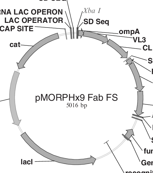 497x560 Schematic View Of An Antibody Fab Expression Vector Features Are