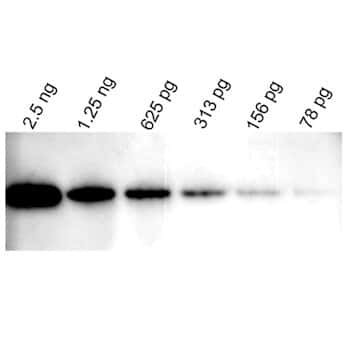 Vector Laboratories Westvision Hrp Anti Rabbit Igg For Western 346x346 Vector Laboratories Westvision Hrp Anti Rabbit Igg For Western