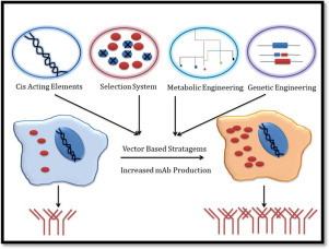 301x228 Vector Related Stratagems For Enhanced Monoclonal Antibody