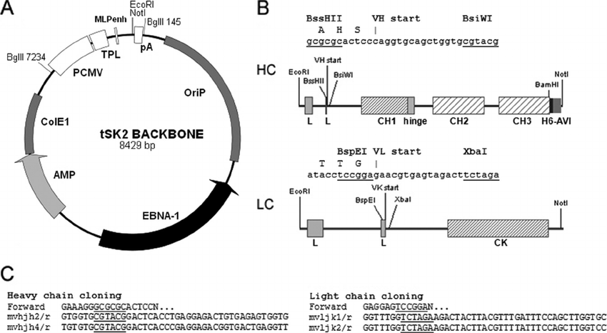 850x466 Antibody Expression Vector Series A Backbone