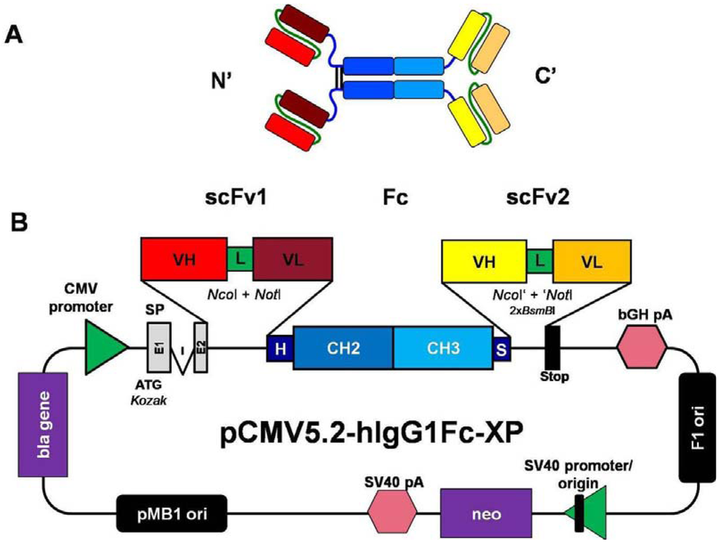 1024x775 Antibodies Free Full Text A Cassette Vector System