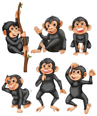 A Set Of Ape On White Background 411x490 A Set Of Ape On White Background