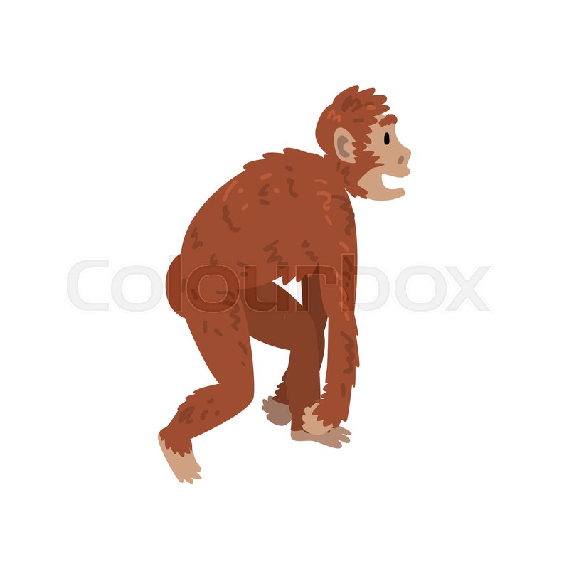 Ape Monkey, Driopitek, Biology Human Stock Vector Colourbox 800x800 Ape Monkey, Driopitek, Biology Human Stock Vector Colourbox