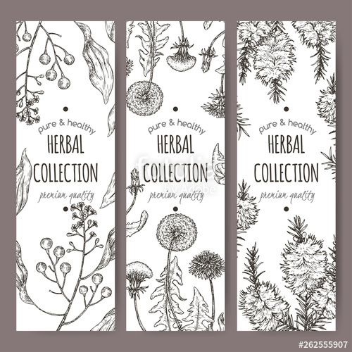 Set Of Three Labels With Camphorwood Or Camphor Laurel, Dandelion 500x500 Set Of Three Labels With Camphorwood Or Camphor Laurel, Dandelion