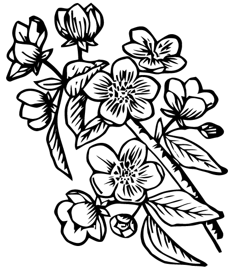 Apple Blossom Vector