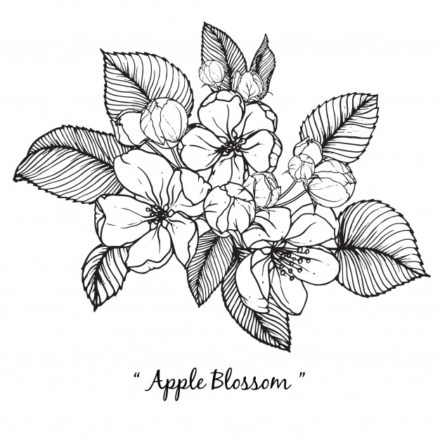 Apple Blossom Flower Drawings Vector Premium Download 626x626 Apple Blossom Flower Drawings Vector Premium Download