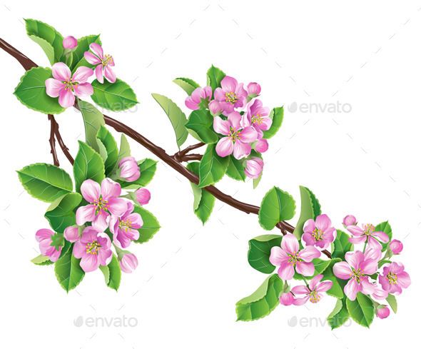 Blooming Branch Data Apple Tree, Pink Blossom, Vector Flowers 590x489 Blooming Branch Data Apple Tree, Pink Blossom, Vector Flowers