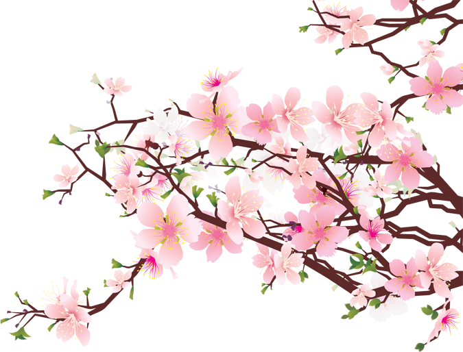 Branches Of Cherry Blossoms 675x514 Branches Of Cherry Blossoms