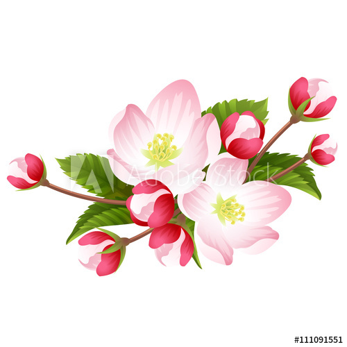 Pink Apple Blossom Vector 500x500 Pink Apple Blossom Vector