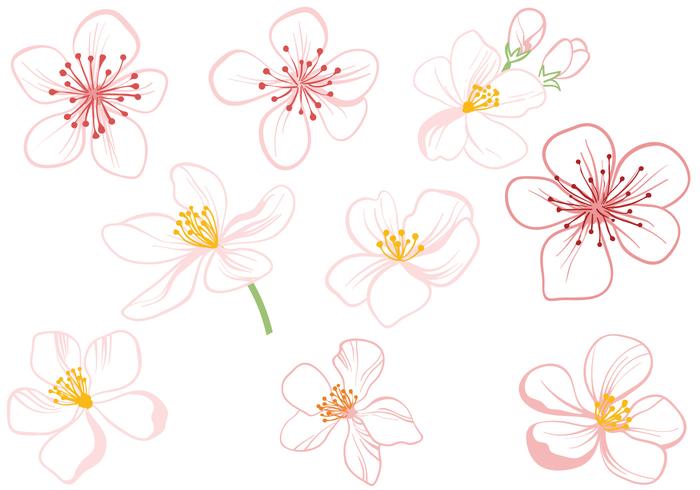 Apple Blossom Free Vector Art 700x490 Apple Blossom Free Vector Art