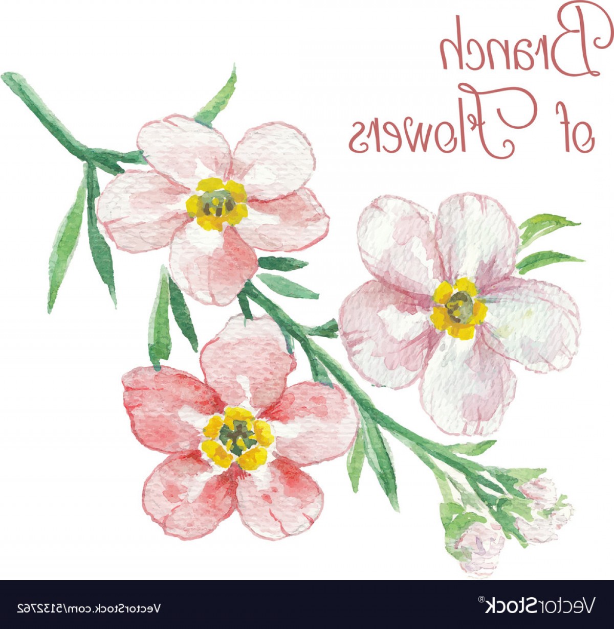 Apple Blossom Vector Catchsplace 1200x1231 Apple Blossom Vector Catchsplace