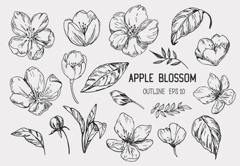Apple Blossom Vector Photos, Royalty Free Images, Graphics 347x240 Apple Blossom Vector Photos, Royalty Free Images, Graphics