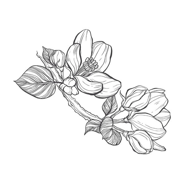 600x600 Branch Apple Tree Vector Illustration, Sketch Isolated Outline