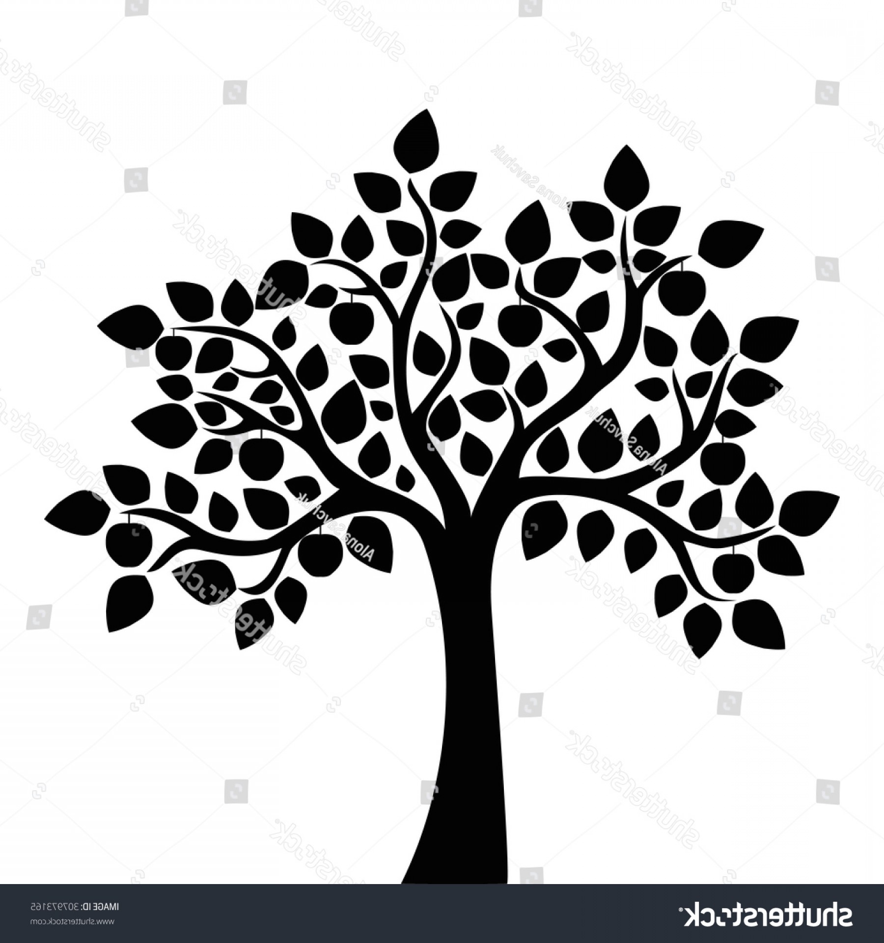 1800x1920 Decorative Apple Tree Black White Vector Catchsplace