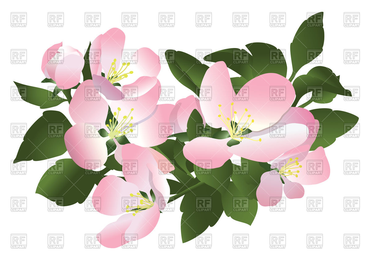 1200x845 Flowers Of Apple Tree Vector Image Of Signs, Symbols, Maps