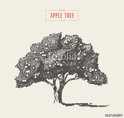 500x477 High Detail Vintage Apple Tree Vector Drawn Stock Image
