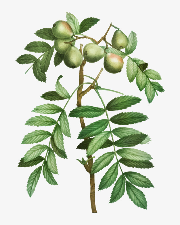 626x780 Sorb Apple Tree Vector Free Download