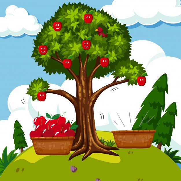 626x626 Apple Tree Vectors, Photos And Free Download
