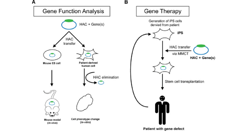 850x463 Schematic Diagram Of Application Of The Hac Vector System For Gene