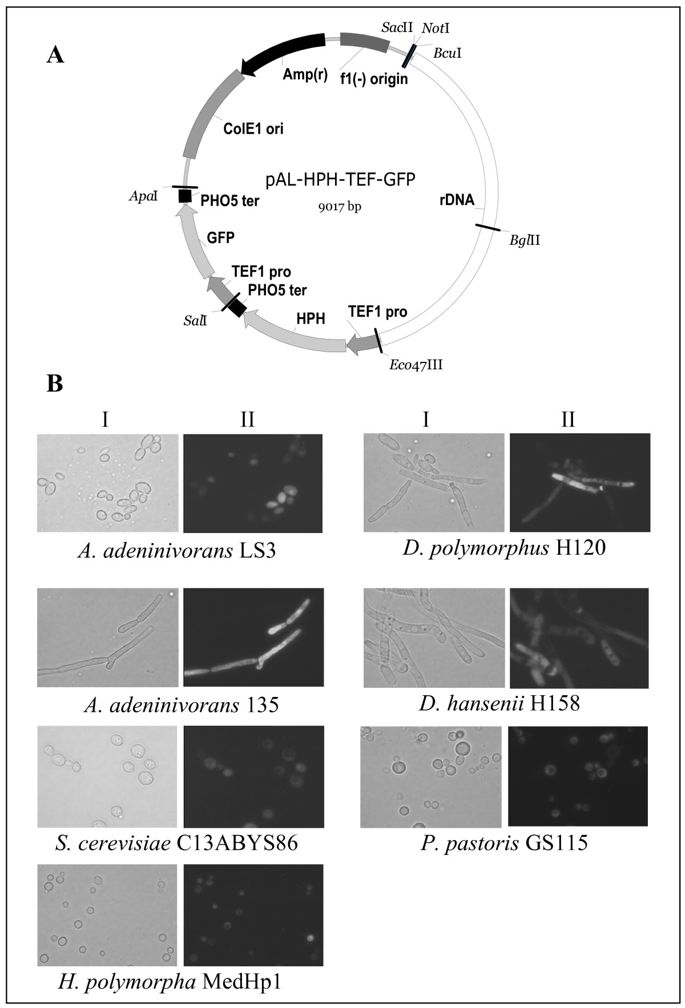 685x1008 Application Of A Wide Range Yeast Vector System