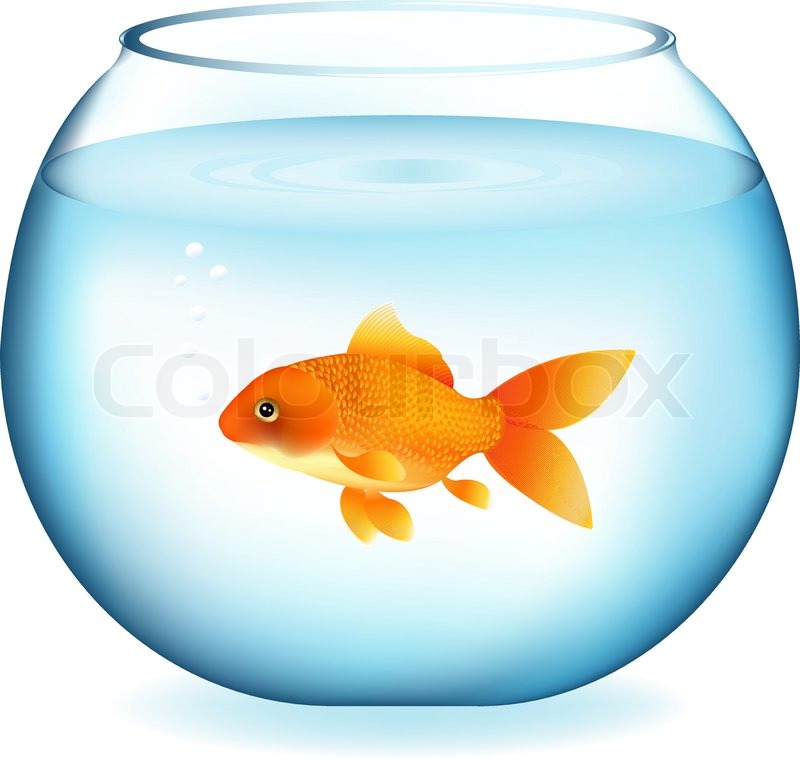 800x759 Golden Fish In Aquarium, Isolated On Stock Vector Colourbox