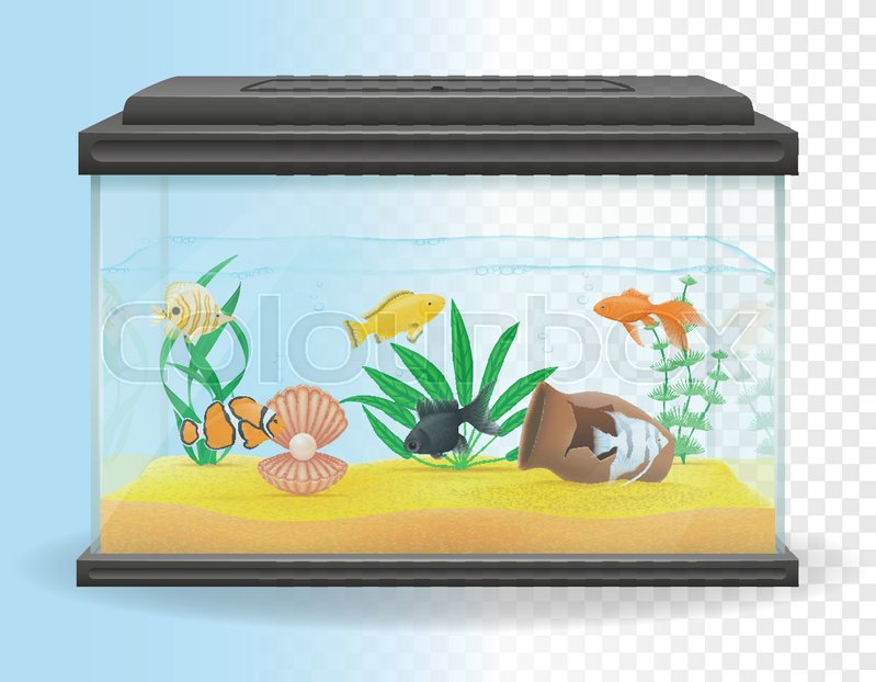 799x622 Transparent Aquarium Vector Stock Vector Colourbox