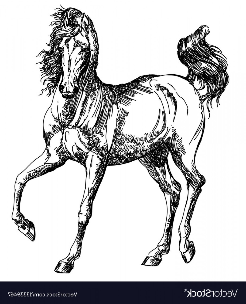 How To Draw Arabian Horse