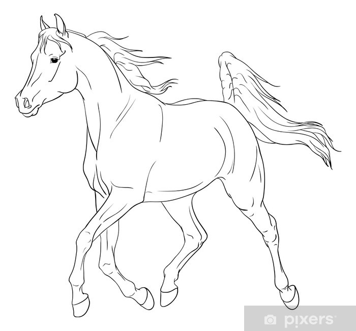 700x651 Arabian Horse Vector Illustration Wall Mural