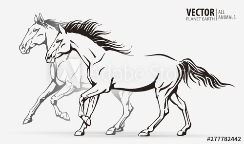 500x296 Beautiful Arabian Horses Silhouettes Of A Running Horses