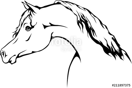 500x336 Arabian Horse Stock Image And Royalty Free Vector