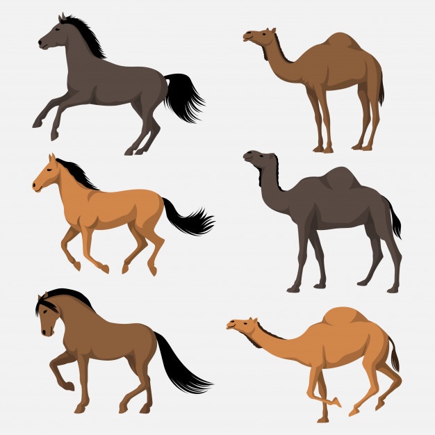 626x626 Arabian Horse Vectors, Photos And Free Download