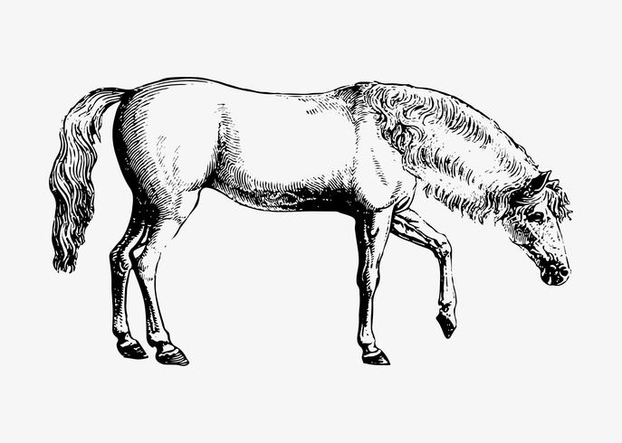 687x490 Arabian Horse Shade Drawing Vector