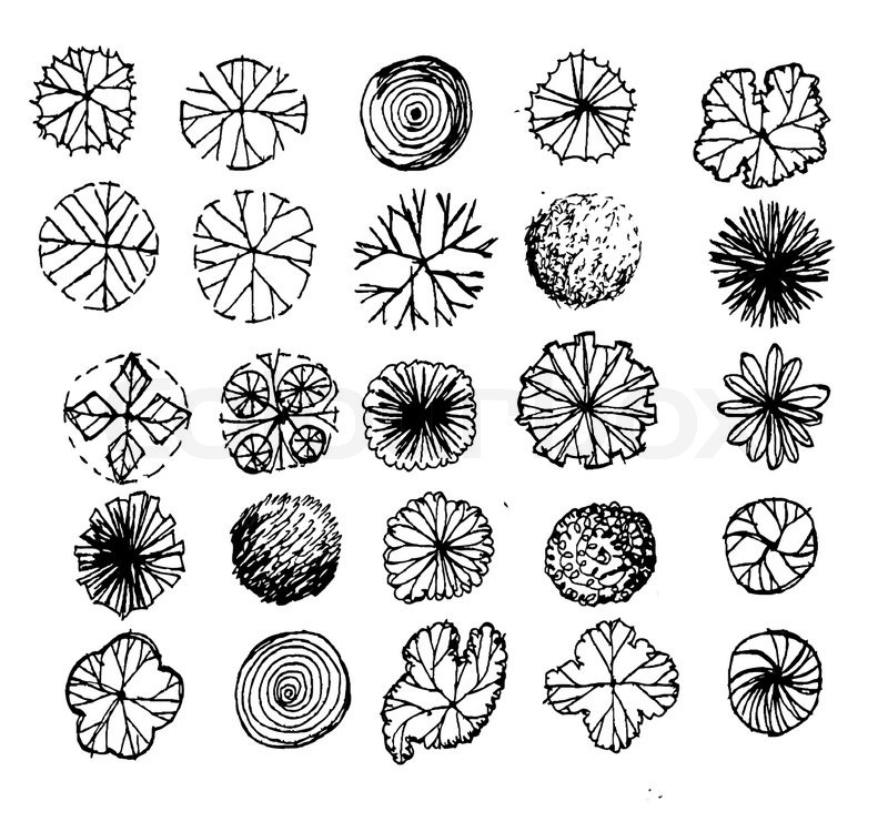 800x750 Trees Top View For Architecture Stock Vector Colourbox