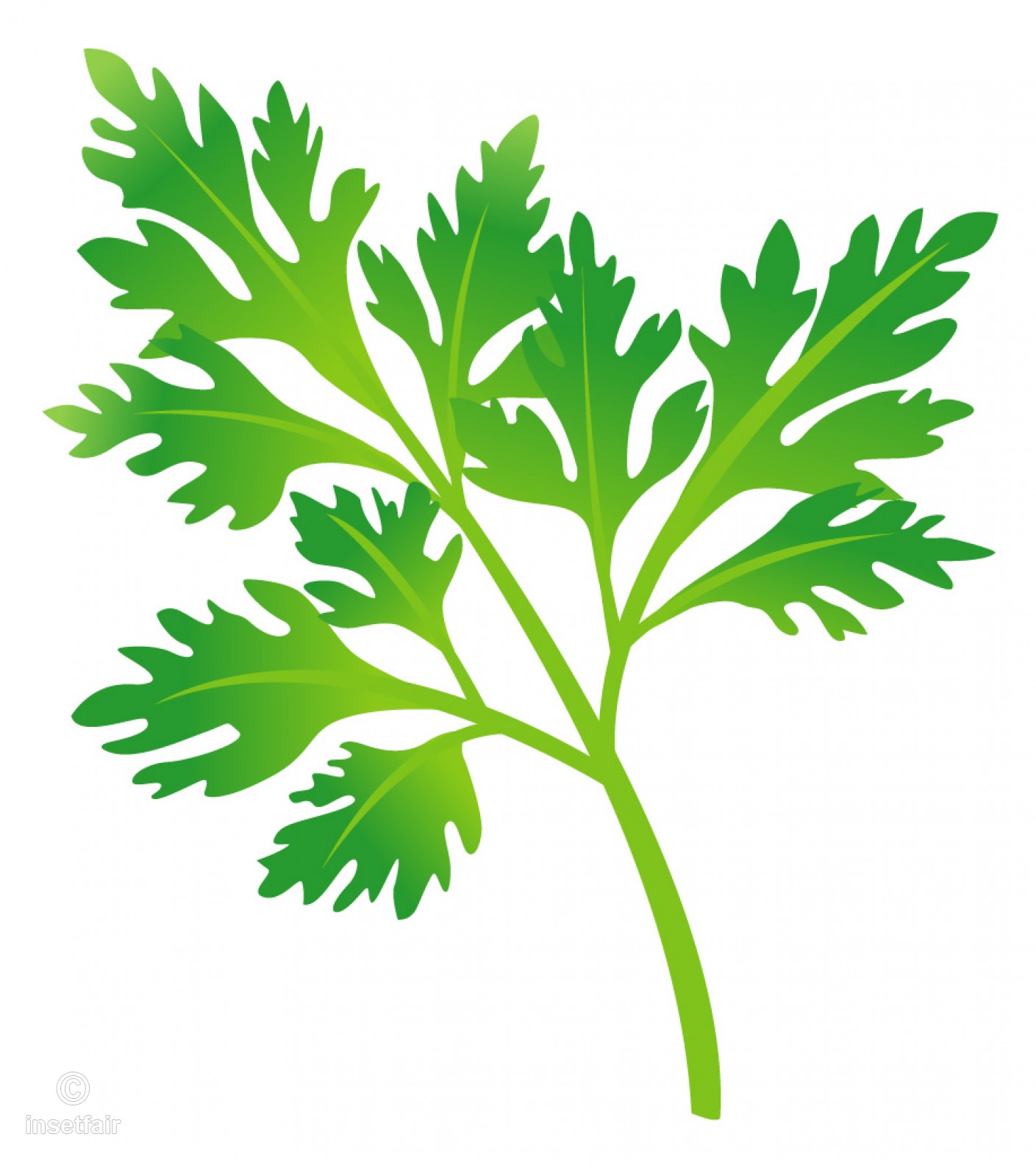 Green Coriander Leaf Png Vector Clipart 1409x1600 Green Coriander Leaf Png Vector Clipart