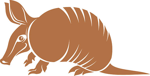 612x310 Armadillo Clipart Vector