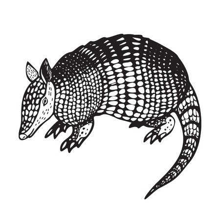 Armadillo Logo Vector at Vectorified.com | Collection of Armadillo Logo ...