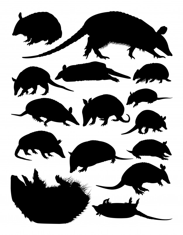 626x804 Armadillos Animal Silhouettes Vector Premium Download