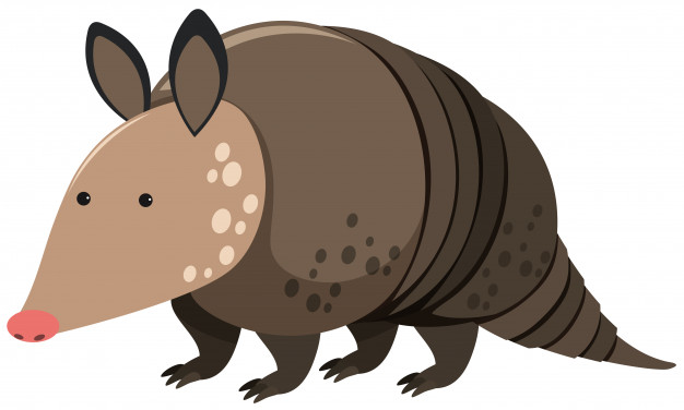 626x376 Armadillo On White Background Vector Premium Download