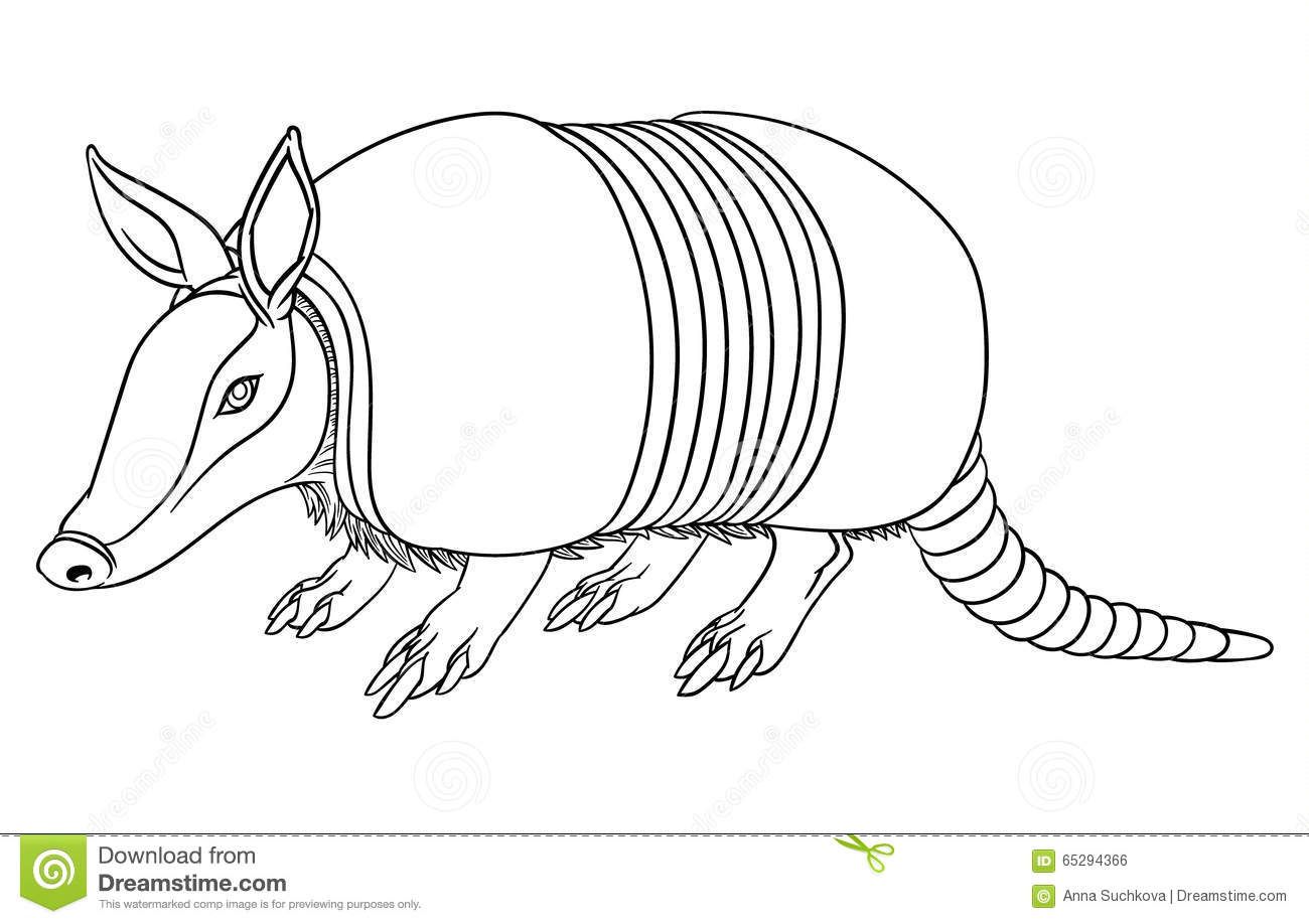 1300x918 Ejemplo De Un Armadillo Lindo Del Vector