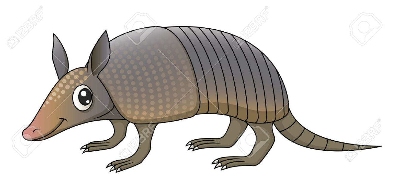 1316x650 Armadillo Armadillo, Drawings