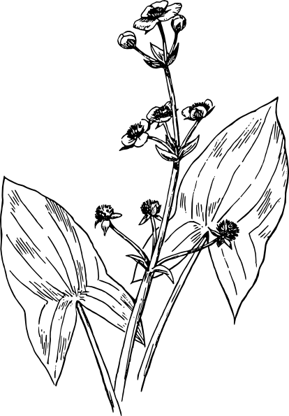 414x595 Arrowhead Clip Art