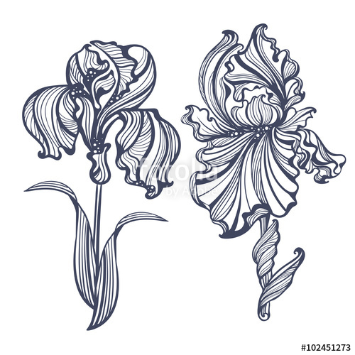 Irises Art Nouveau Stock Image And Royalty Free Vector 500x500 Irises Art Nouveau Stock Image And Royalty Free Vector