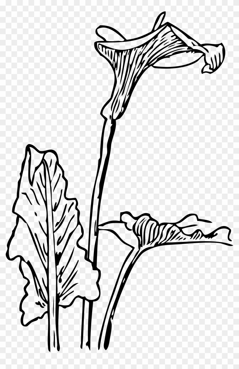 840x1296 Calla Lily Drawing