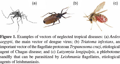 409x217 Control Of Neglected Disease Insect Vectors Future Prospects