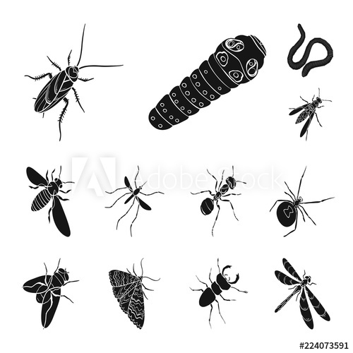 500x500 Different Kinds Of Insects Black Icons In Set Collection