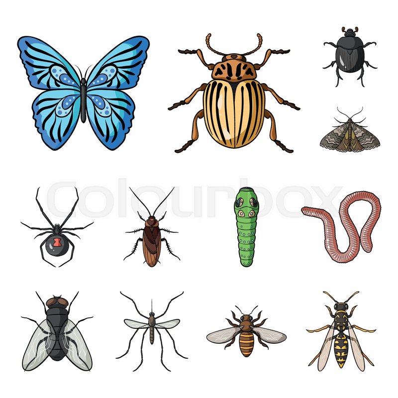 800x800 Different Kinds Of Insects Cartoon Stock Vector Colourbox